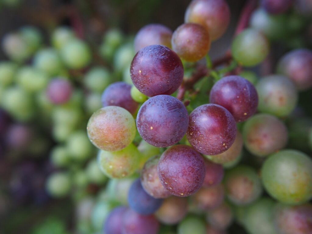 grape, vine, grapes, wine growing, grapevine, wine, nature, plant, blue grapes, fruit, ripe grapes-2551270.jpg